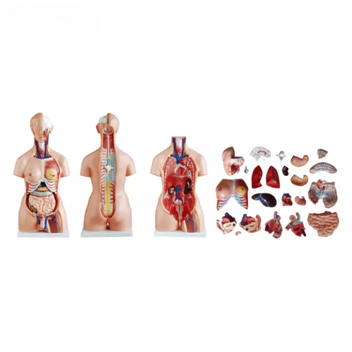 [b2-01-29-538] Torso unisex de 85 cm, 23 piezas