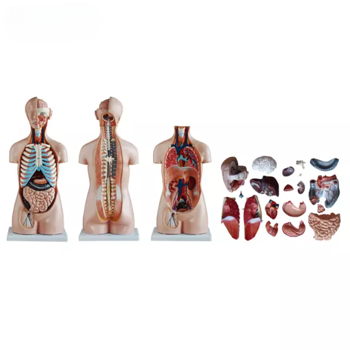 [b2-01-29-540] Torso asexuado