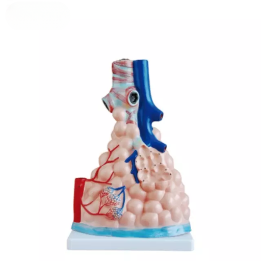 [b2-01-29-546] Alveolos pulmonares magnificados