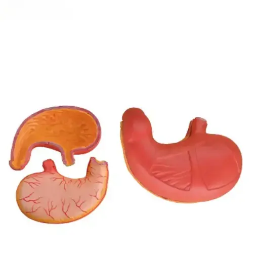 [b2-01-29-550] Estomago