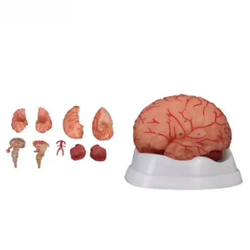 [b2-01-29-553] Cerebro con Arterias 9 Partes