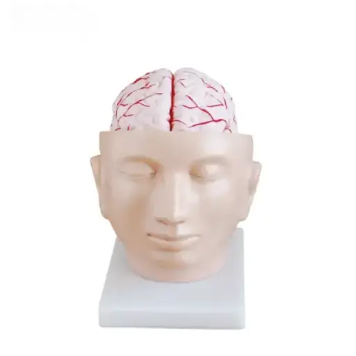 [b2-01-29-562] Cerebro