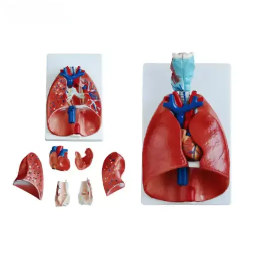 [b2-01-29-564] Laringe, corazon y pulmon