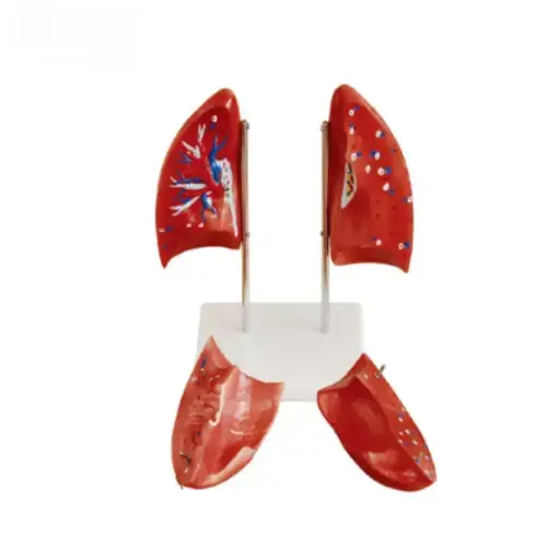 [b2-01-29-565] Pulmon (1 parte)