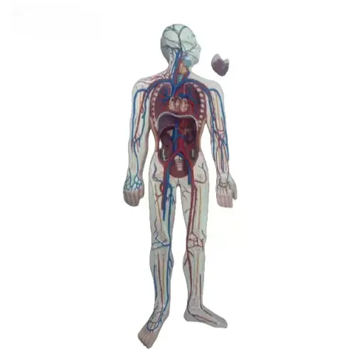 [b2-01-29-566] Sistema circulatorio