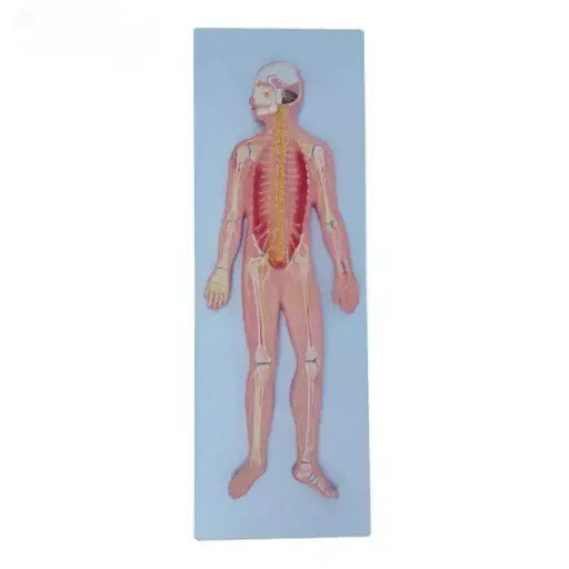 [b2-01-29-567] Sistema nervioso