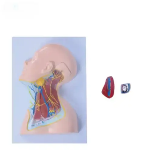 [b2-01-29-570] Nervios de la region del cuello