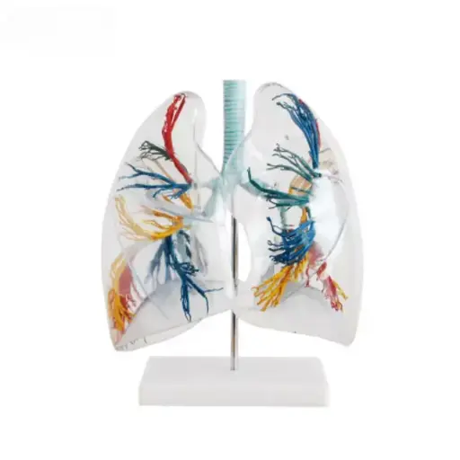 [b2-01-29-573] Del segmento pulmonar transparente