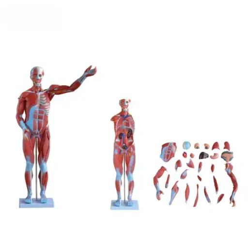 [b2-01-29-574] Musculo humano masculino de 80 cm (27 partes)