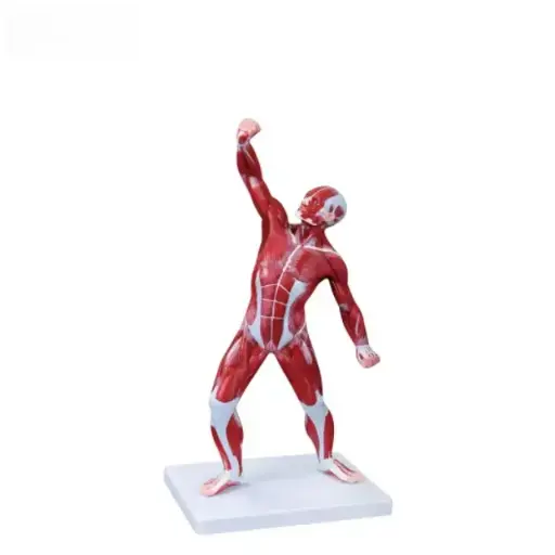 [b2-01-29-575] Musculo humano macho (1 parte)