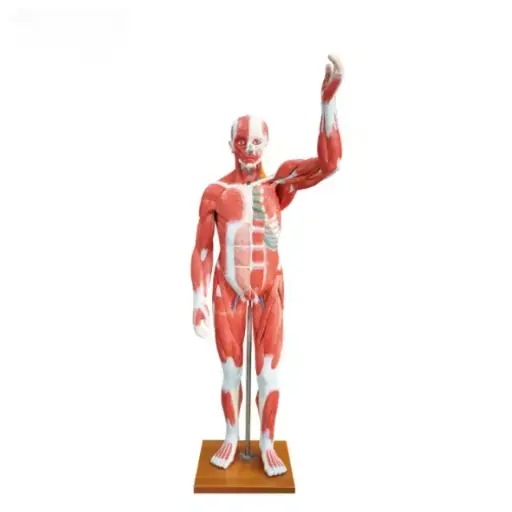 [b2-01-29-579] Musculo humano (29 partes)