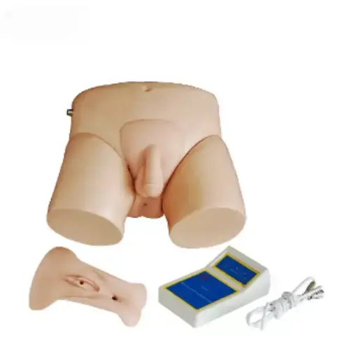 [b2-01-29-598] Simulador de cateterismo uretral serie