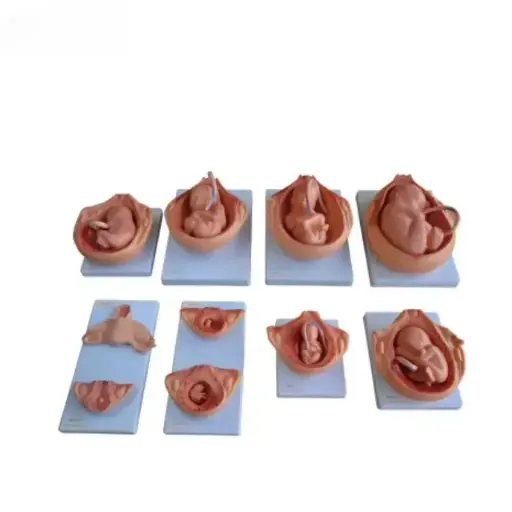 [b2-01-29-605] Proceso de desarrollo del feto serie