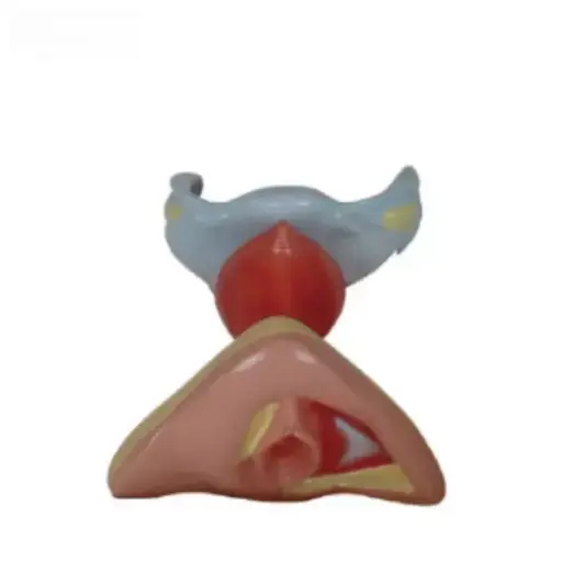 [b2-01-29-618] Organos genitales internos y externos femeninos