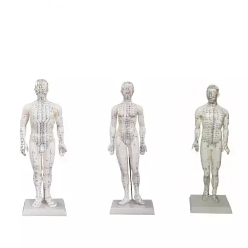 [b2-01-29-661] Modelo de acupuntura masculino y femenino