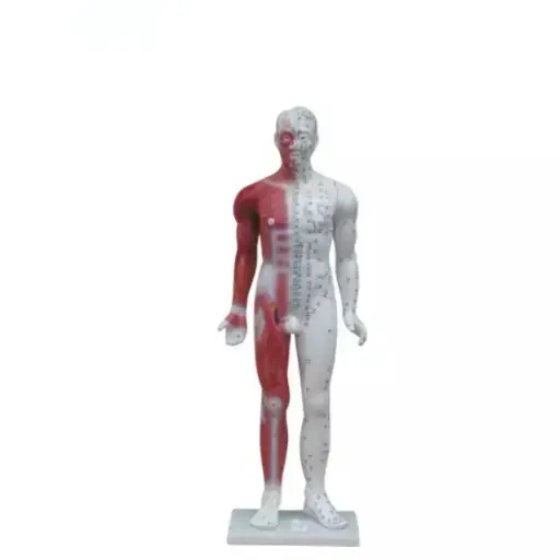 [b2-01-29-662] Acupuntura de lujo (y musculos)