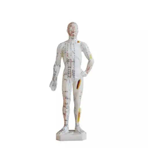 [b2-01-29-665] Modelo de acupuntura de 26 cm