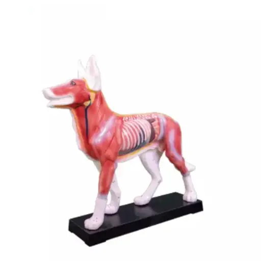 [b2-01-29-670] Acupuntura animal