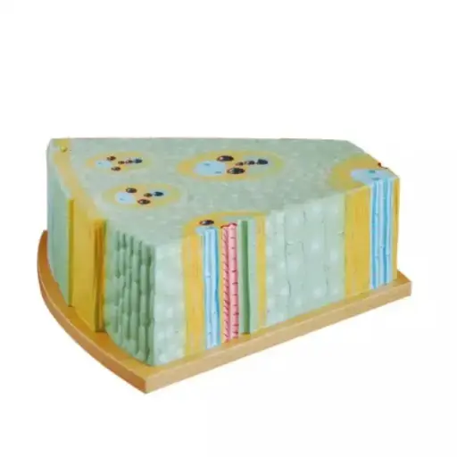 [b2-01-29-671] Estructura de biologia