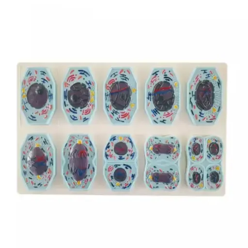 [b2-01-29-672] Meiosis 10 partes 9 partes